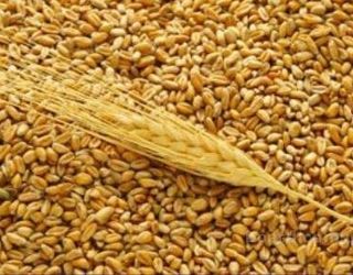 ДПЗКУ отримала заявки на форвардні закупівлі понад 35 тис. тонн пшениці